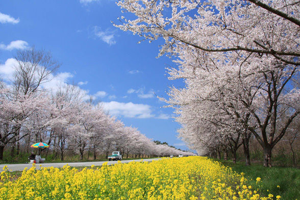 Ogata Cherry & Rapeblossom Road