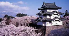 Cherry blossom in Tohoku